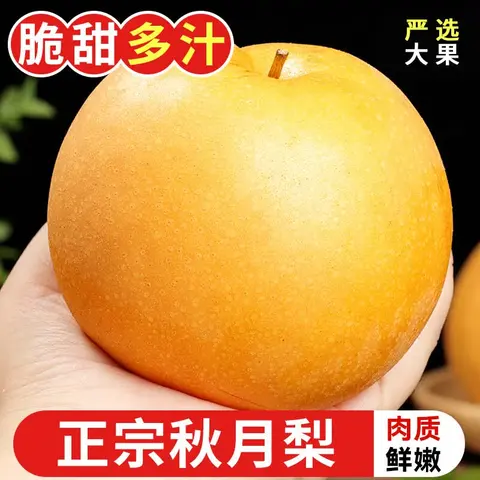 耕禾春 春山东秋月梨 新鲜水果 冰糖梨 当季现摘 脆甜梨子 250g+ 4.5-5斤