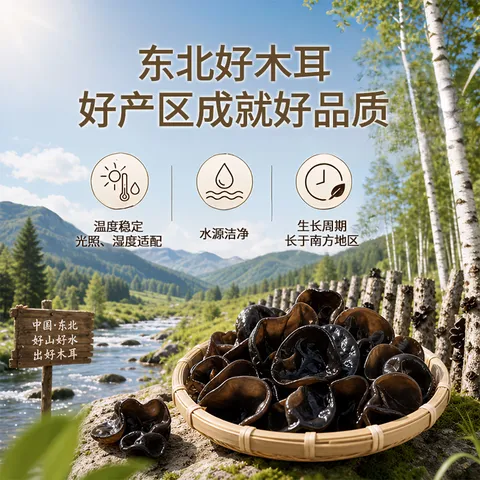 十月稻田 木耳 500g 东北黑木耳 菌菇干货 黑龙江特产 肉厚无根 炒菜凉拌 图片 2