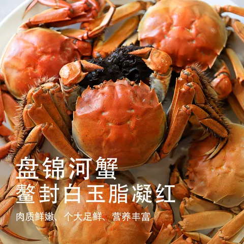 【活蟹】京觅盘锦河蟹网兜稻田蟹 全母10只蟹1-1.3两 中秋礼盒大闸蟹 去绳足重源头直发 图片 7