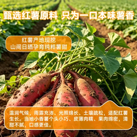 鲜记带皮小香薯500g 农家蒸薯干 番薯红薯干 独立真空包装 年货零食 带皮小香薯500g 图片 4