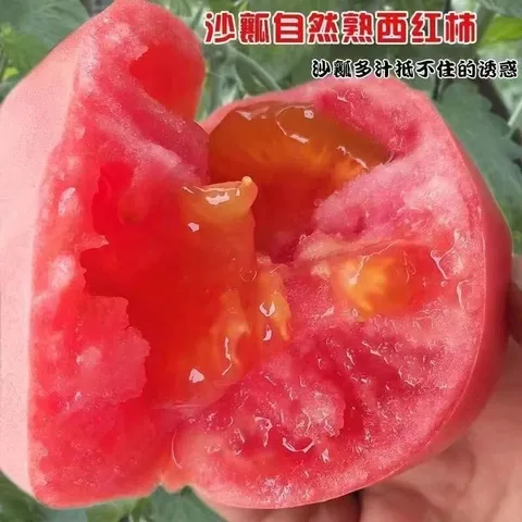 京鲜生 山东普罗旺斯番茄净重4.5斤中大果125g+ 沙瓤水果西红柿源头直发 图片 9