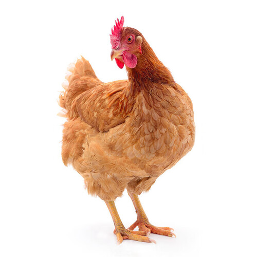 温氏 跑步小土鸡650g 童子鸡土鸡 走地鸡整鸡火锅食材 生鲜鸡肉 23.