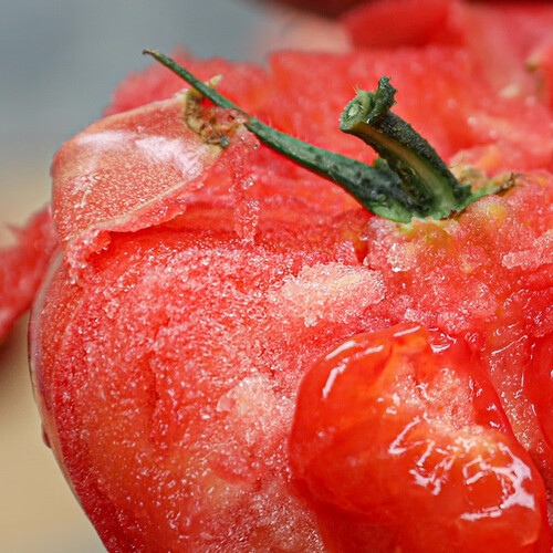 大全菜苗种苗冬春季各种秧苗山东寿光带土发货苗子阳台种 粉冠番茄苗