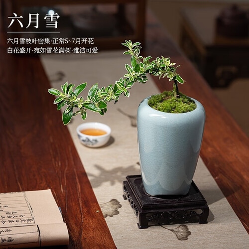 开时果 悬崖六月雪盆栽 中式禅意盆景室内阳台绿植花卉茶室植物造型