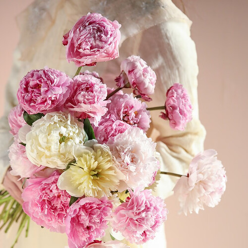 花加(flowerplus)生活鲜花 flowerplus 花加 四川芍药10枝随机色多少