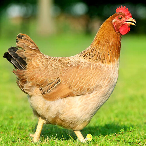 温氏供港三黄鸡12kg农家土鸡慢养走地鸡红烧白切盐焗煲汤食材