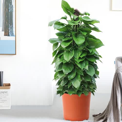 5米绿萝柱大型绿植花卉盆栽室内盆景源头直发8020 199元(满2件9折)-聚