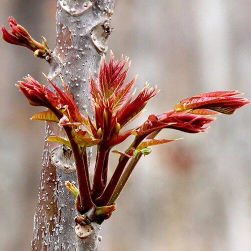 果仙享 新鲜香椿 红油露天香椿新鲜蔬菜 500g 49.9元(送赠品)-聚超值