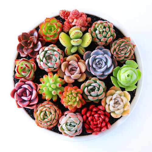 轩林美多肉 多肉植物组合套装 盆景 肉肉办公室内迷你绿植 【随机6棵