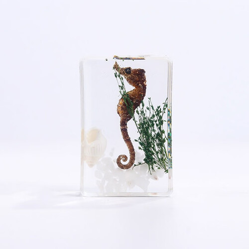 kidnoam新款手工滴胶树脂昆虫标本书镇透明琥珀昆虫标本旅游景区热卖.