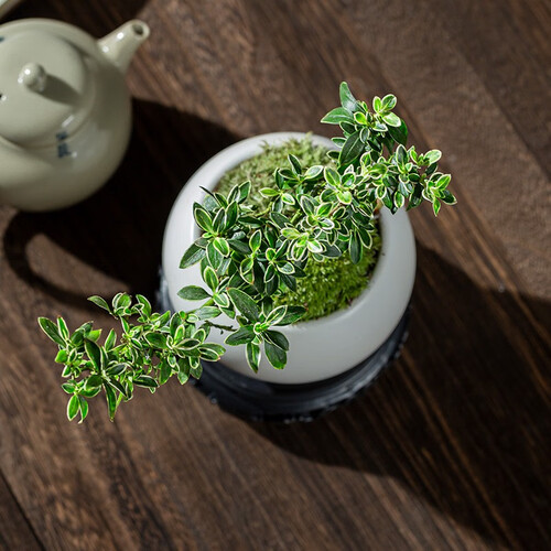 开时果绿植盆栽 kaishiguo plants 开时果 悬崖六月雪盆栽 白玉陶瓷盆