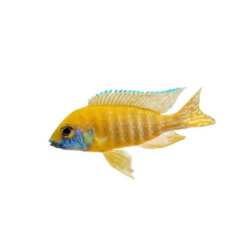大匠神彩magicworld三湖慈鲷马鲷蓝阿里非洲王子热带鱼岩栖小型淡水鱼