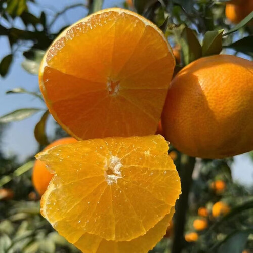 新鲜爱媛38号果冻橙当季现摘柑橘子新鲜水果皮薄多汁净重4斤大果约9个
