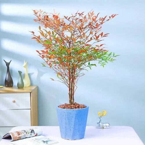 雪束火焰南天竹变色四季红天竹盆景老桩树苗庭院室内客厅盆栽花卉 20