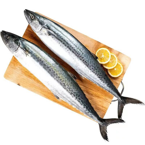 拾小鹿新鲜海捕马鲛鱼大号鲅鱼燕尾鲅鱼整条鲜冻直发 鲅鱼/马鲛鱼400