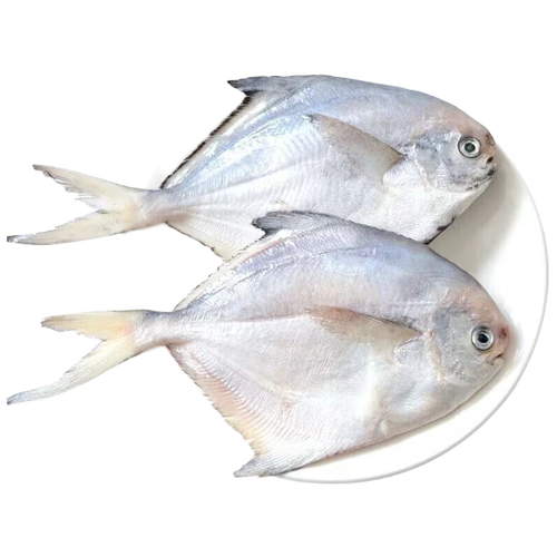 拾小鹿海捕新鲜银鲳鱼 白鲳鱼小银鲳鱼海鱼平鱼 (包装为1kg/袋) 海捕