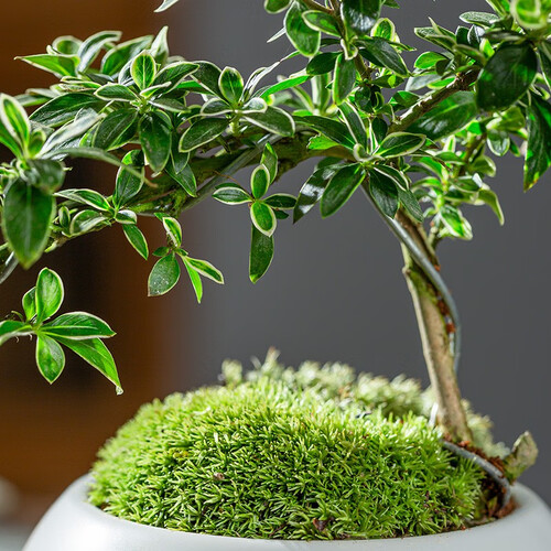 开时果绿植盆栽 kaishiguo plants 开时果 悬崖六月雪盆栽 白玉陶瓷盆