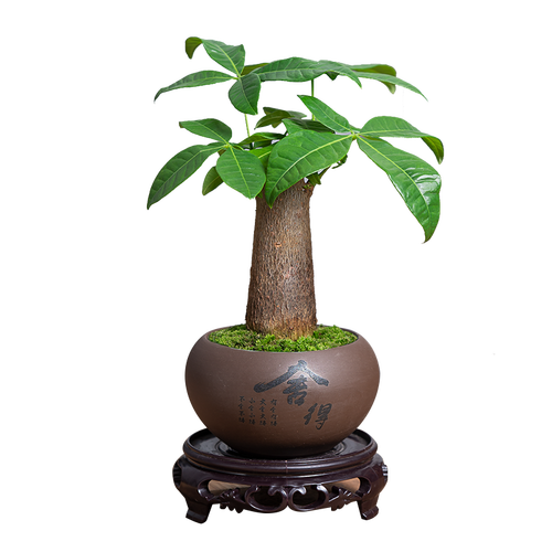 开时果 发财树盆栽摆件 中式禅意盆景办公室内花卉摇钱招财树桌面小