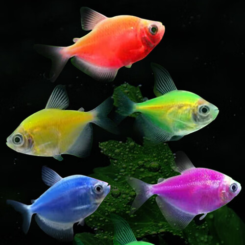 3-4cm彩色天使鱼发10条 群游热带观赏鱼淡水活体小型鱼好饲养耐活 (红
