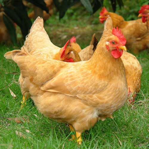 温氏 供港矮脚黄鸡800g 冷冻高品质整鸡 农家土鸡 慢养130天以上 46.