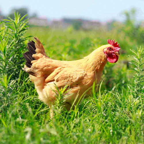 温氏 供港矮脚黄鸡800g 冷冻高品质整鸡 农家土鸡 慢养130天以上 56.