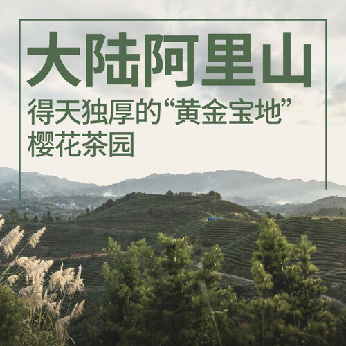 修哲茶叶台湾高山冻顶乌龙茶无农残赛过大红袍肉桂单枞送礼袋256g