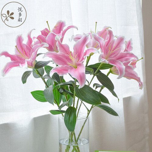 悦多彩ab级优质香水百合 家庭办公室各色生活鲜花 昆明基地 现采直发