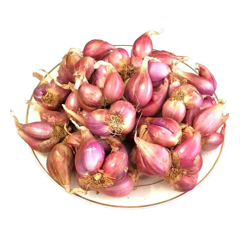 四川火葱头四季小香葱种头葱种籽火葱红头葱种子苗阳台盆栽葱苗小葱孑