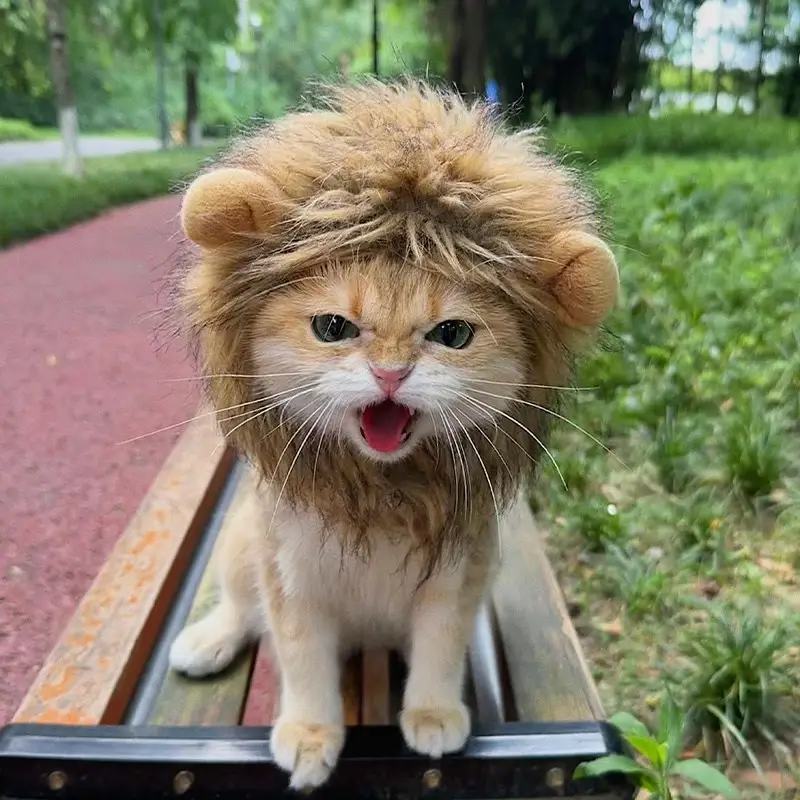 阿莫尔狮子猫咪头套可爱宠物帽子狗狗猫猫帽子金渐层拍照装饰宠物用品 可爱狮子头 狮子S码颈围28cm 【适合3-7斤】