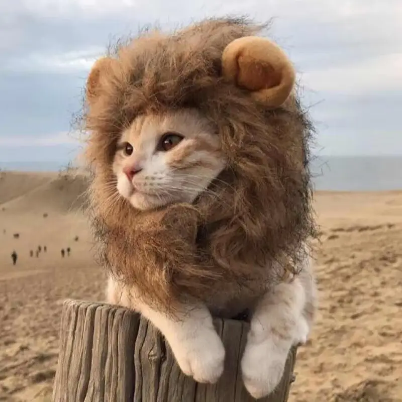 猫咪狮子头帽子搞笑网红宠物狗狗头饰搞笑头盔猫咪可爱帽子幼猫盔 狮子_小号/均码