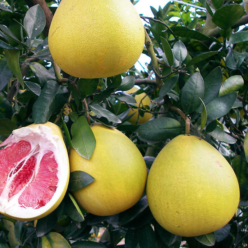 第二件9.9 玖原农珍 平和馆溪红心蜜柚5斤柚子 现摘优选生鲜水果