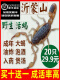 批发野生活蝎子正宗沂蒙山十足全蝎蝎子活体煲汤入药油炸泡酒食用药用 50只公蝎【4-5厘米】 送5只防死亡