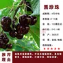 欧悟 正宗车厘子树苗 嫁接大樱桃苗盆栽地栽果树苗庭院阳台南北方种植 黑珍珠粗2cm带分枝