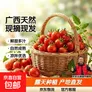 广西露天圣女果樱桃小番茄即食水果西红柿新鲜蔬菜应季整箱批发价 带箱2斤 1.8斤 净重