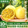 爱鲜摘农场 钦蜜9号黄金百香果【顺丰/普快-多地次日达】广西新鲜水果礼盒装 7A级丨单果60g-70g【狠甜】 精选果丨5斤【超值装-80%选择】净4.5
