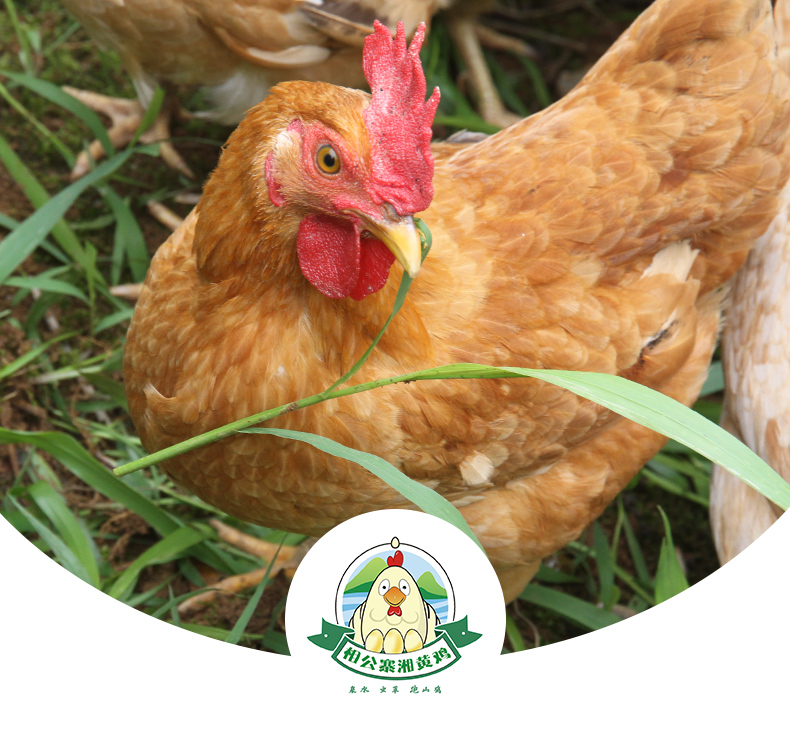 相公寨湘黄鸡湖南百万亩油茶山正宗散养土鸡跑山鸡走
