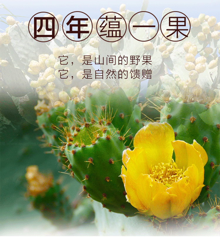 春光岛新鲜仙人掌果实应当季的水果鲜仙人掌果青皮仙人掌果仙桃花青素