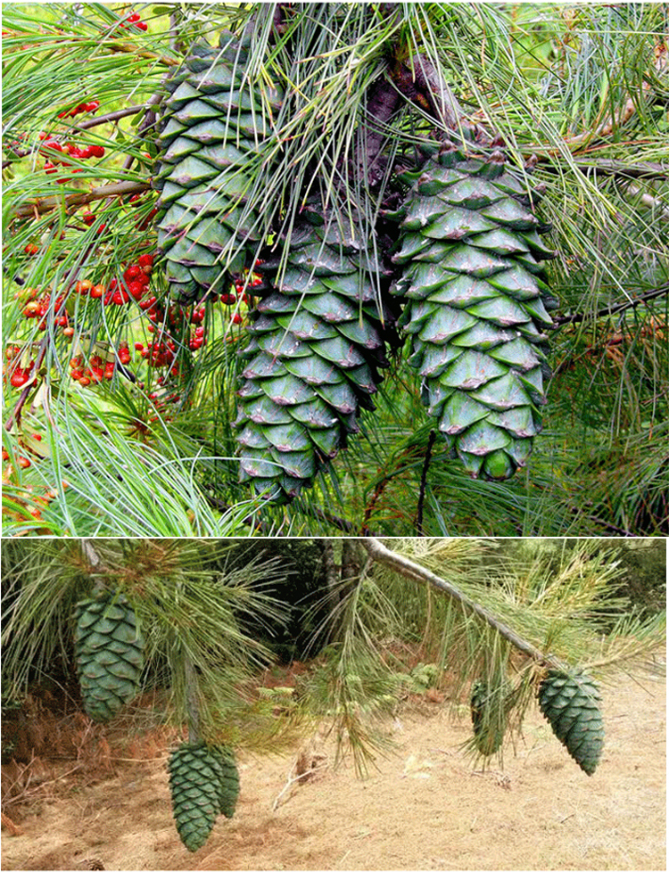 云南大理落水黑松子新鲜大生松子原味不开口1斤
