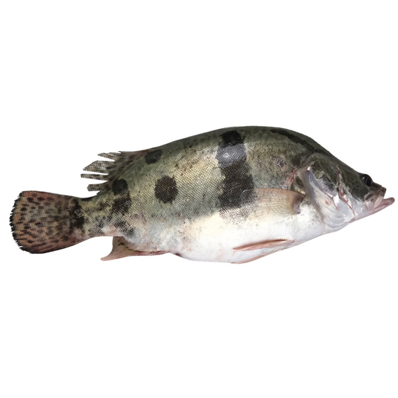 【顺丰】桂鱼 鳜鱼 鲜活现杀季花鱼 桂花鱼 鳌花鱼 现抓发货 大菜园