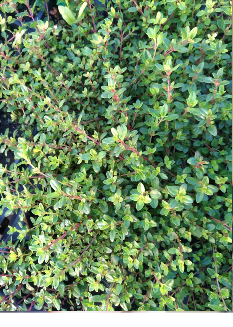 寿禾阔叶百里香苗芳香植物室内花卉绿植盆栽西餐料理配菜作料蔬菜阳台