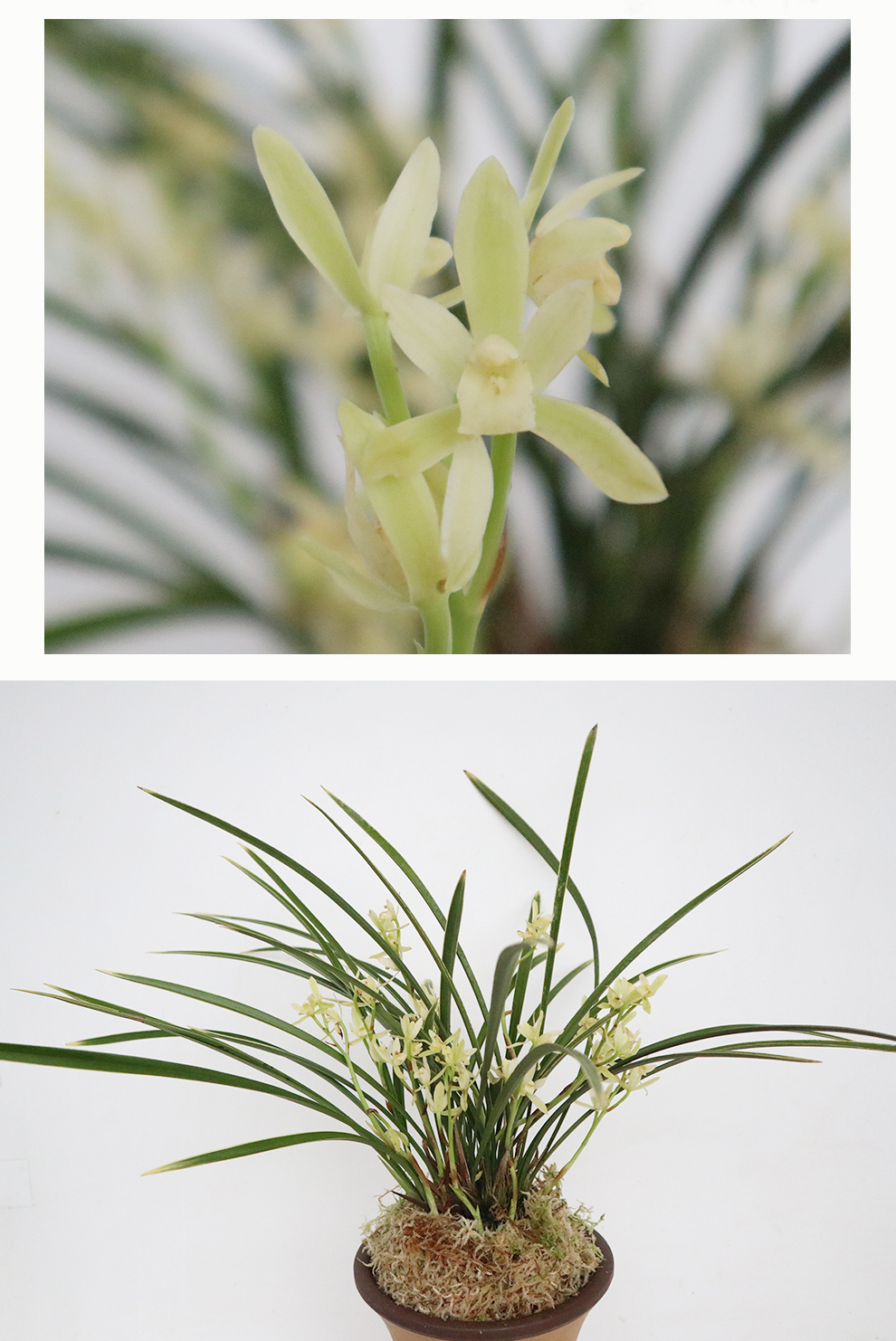 刘阁兰花 建兰黄金鹤艺 铁骨锦旗 夏带浓香花苞室内室外绿植兰草花卉