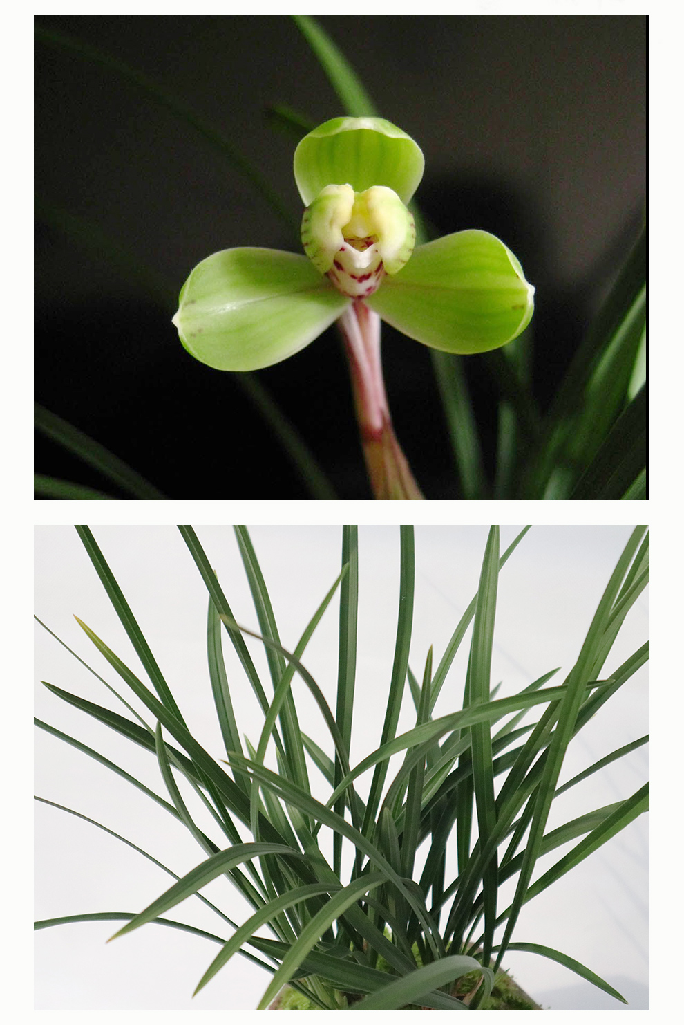 刘阁兰花 春兰经典梅瓣 瑞梅 现带浓香花苞出售室内花卉兰花苗兰草