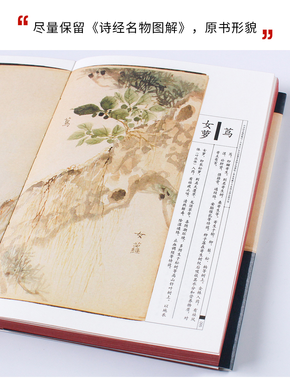 诗经名物图解《诗经》中动植物的古风手绘画 索线装仿古书籍 细井徇