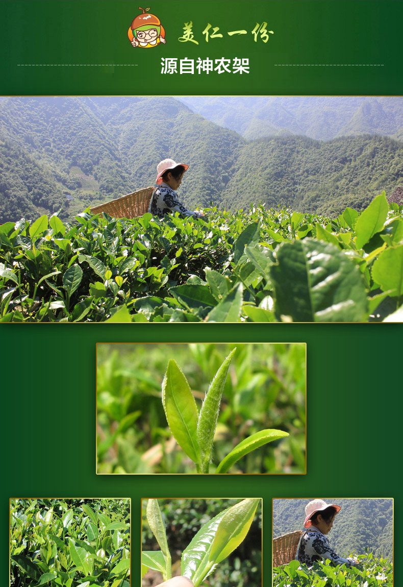 新茶青天袍茶叶神农架茶炒青茶毛尖茶高山绿茶茶叶500克神农架茶叶