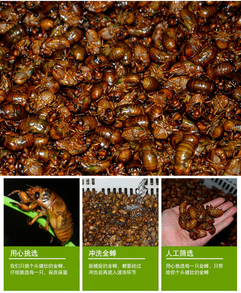 知了猴新鲜知了猴金蝉爬叉蝉蛹金蝉子速冻 鲜货 2斤装