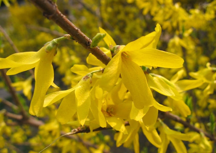 攀缘花卉连翘花苗连翘苗又名金钟罩花黄金条连翘树苗植物6年苗以上