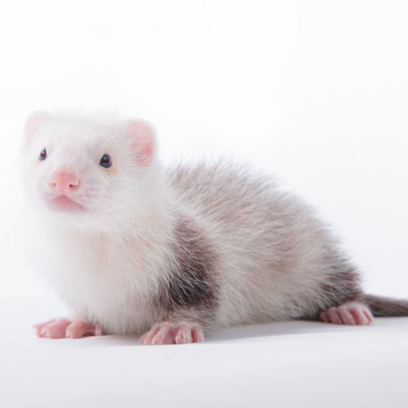 灵狐之家 活体宠物貂丹麦貂雪貂新奇特小龙貂包邮包活爬行稀有萌宠