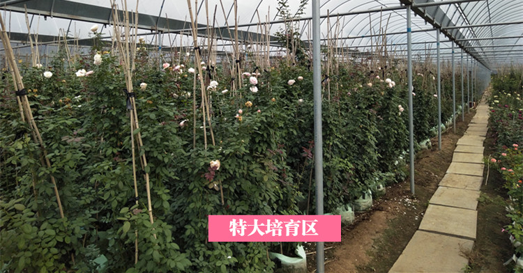 月季小苗批发价