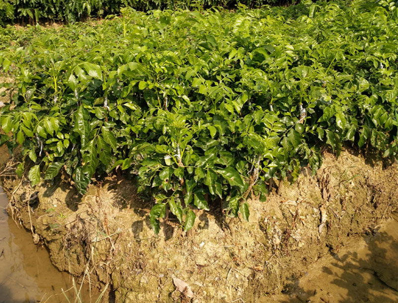 广西嫁接黄皮果树苗无核鸡心黄皮树苗黑黄皮冰糖黄皮果苗盆栽地栽 无