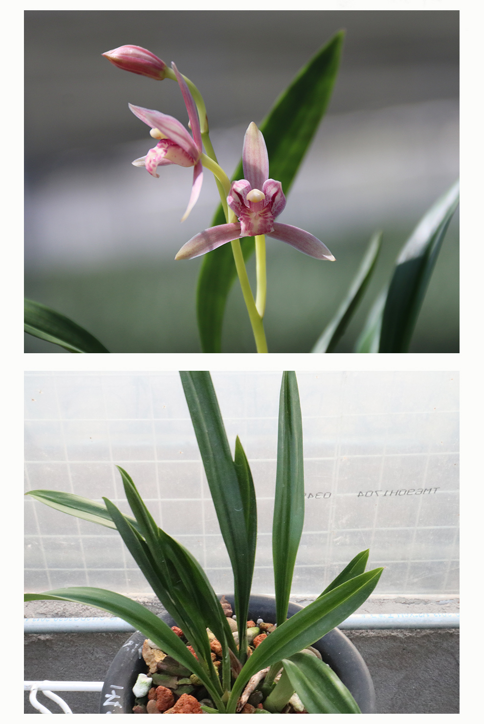 刘阁兰花苗 建兰四季兰矮种 玉女 夏带花苞室内室外绿植兰草花卉盆栽